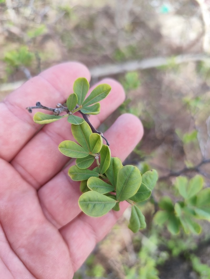 Lotus broussonetii
