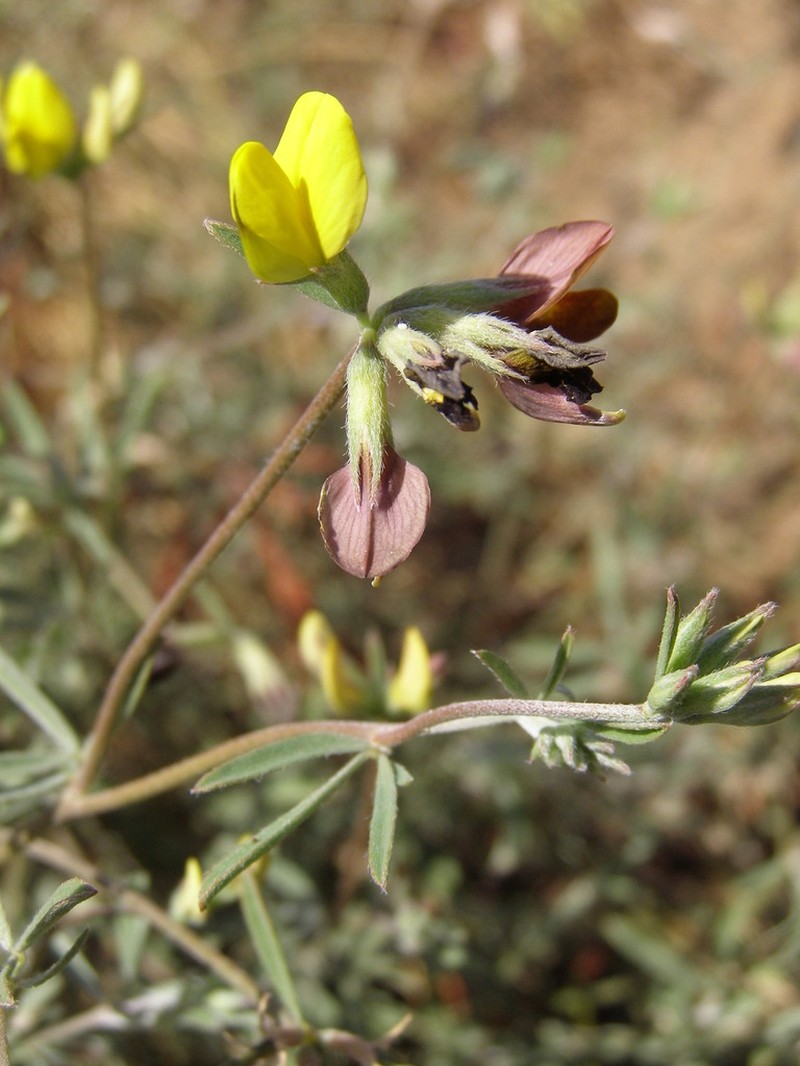 Lotus brunneri