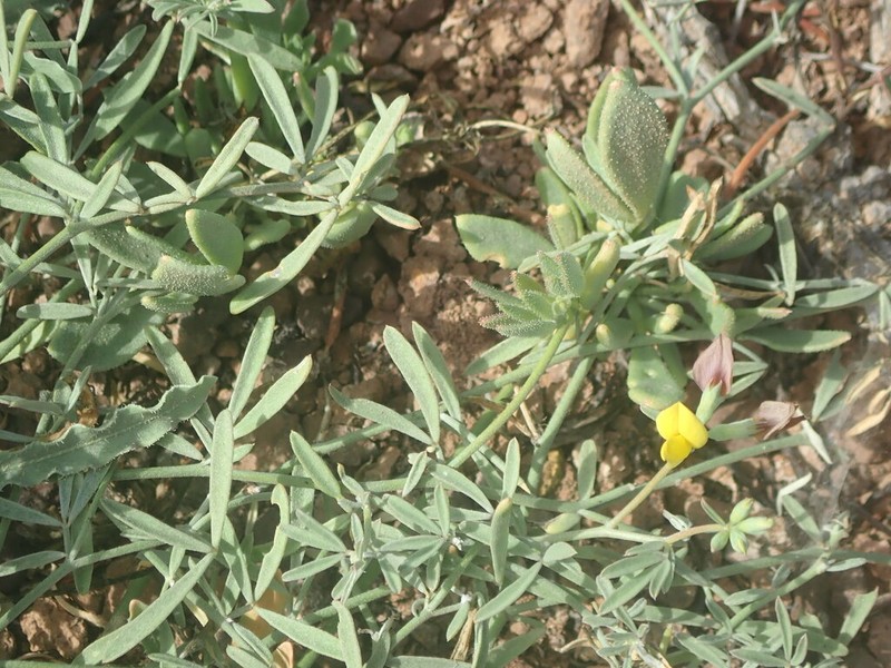 Lotus brunneri photo 3