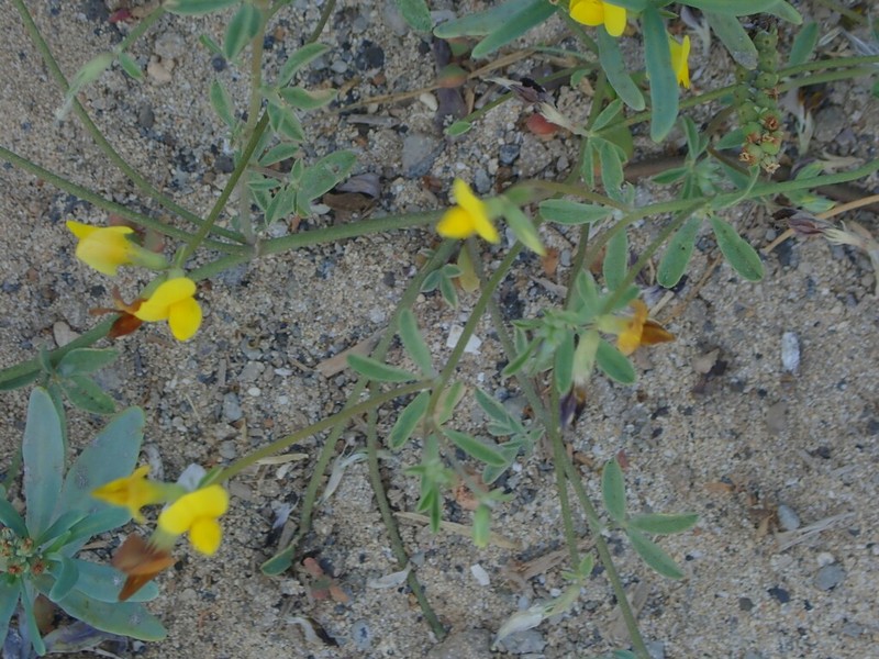 Lotus brunneri photo 4