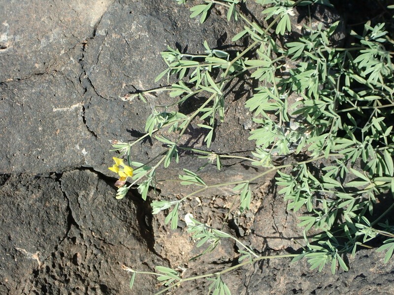 Lotus brunneri photo 6