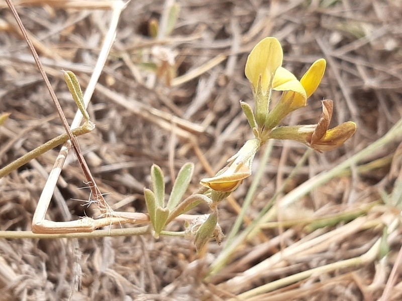 Lotus brunneri photo 8