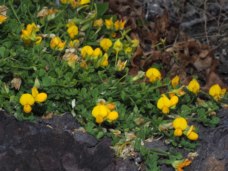 Lotus callis-viridis photo 2