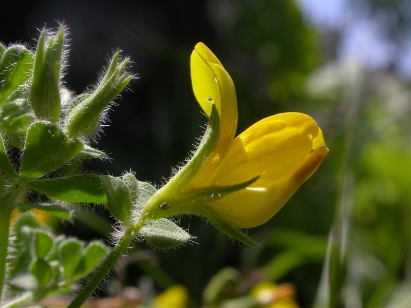 Lotus callis-viridis photo 3
