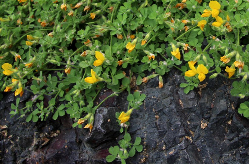 Lotus callis-viridis photo 4