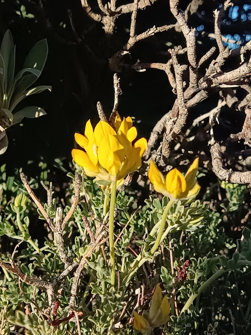 Lotus campylocladus photo 6