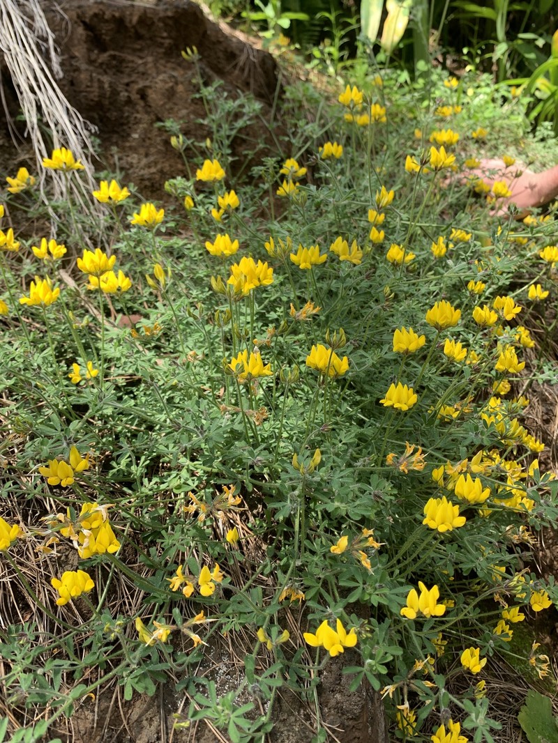 Lotus campylocladus subsp. campylocladus photo 5