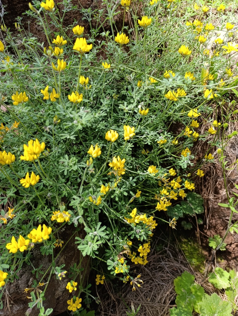 Lotus campylocladus subsp. campylocladus photo 6
