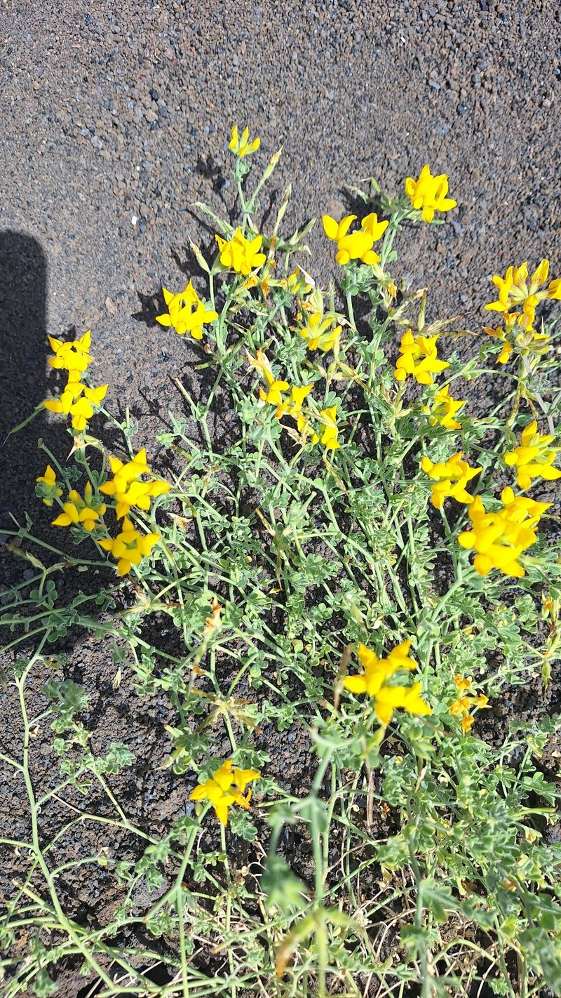 Lotus hillebrandii