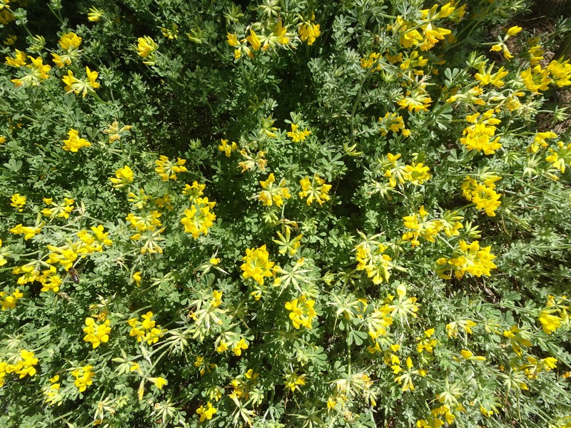 Lotus hillebrandii photo 3