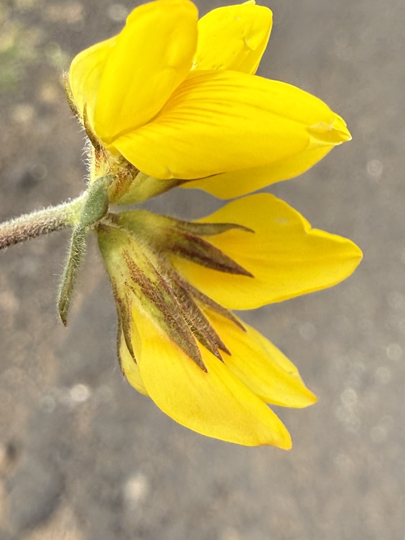 Lotus hillebrandii photo 4