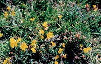 Lotus carpetanus