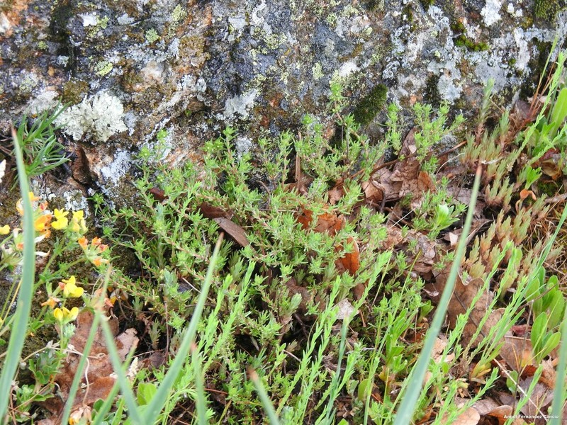 Lotus carpetanus photo 8