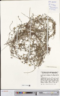 Lotus castellanus