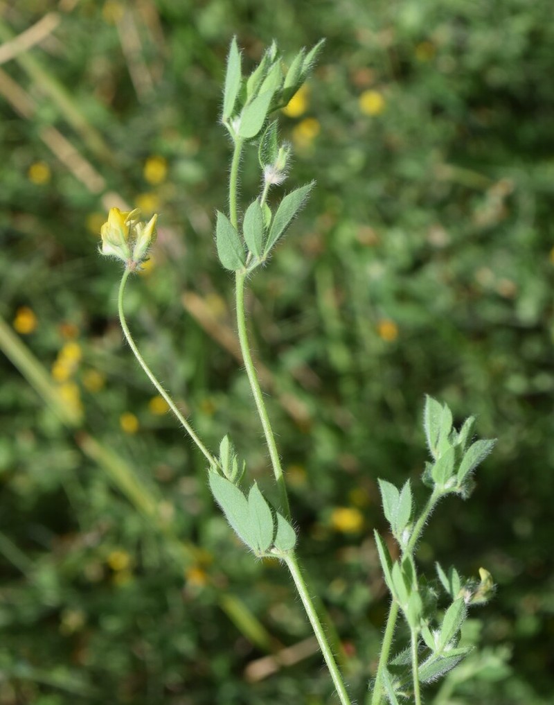 Lotus castellanus photo 2