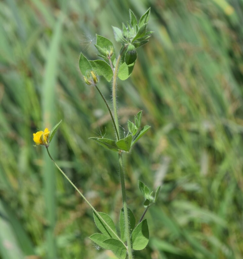 Lotus castellanus photo 3