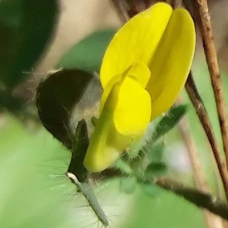 Lotus castellanus photo 5