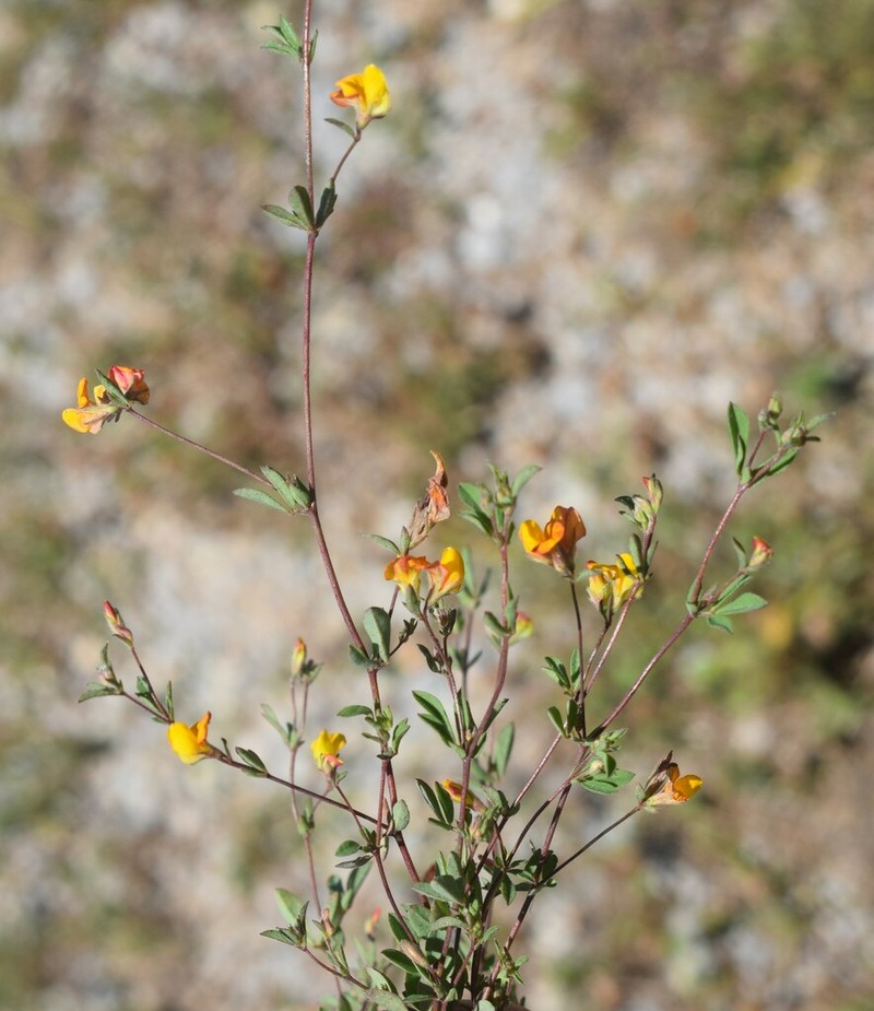Lotus castellanus photo 6
