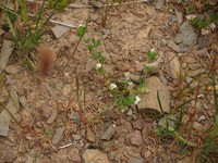 Lotus conimbricensis