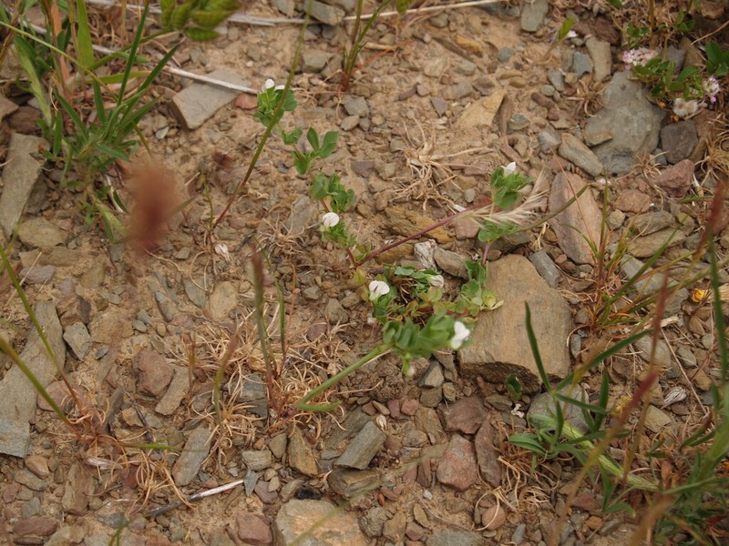 Lotus conimbricensis