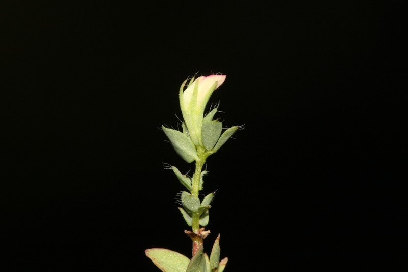 Lotus conimbricensis photo 2