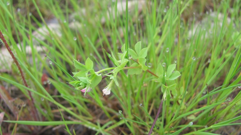 Lotus conimbricensis photo 3
