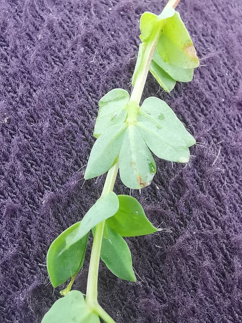 Lotus conimbricensis photo 4