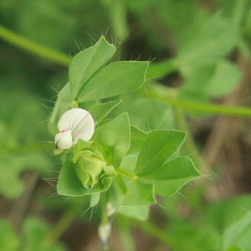 Lotus conimbricensis photo 5