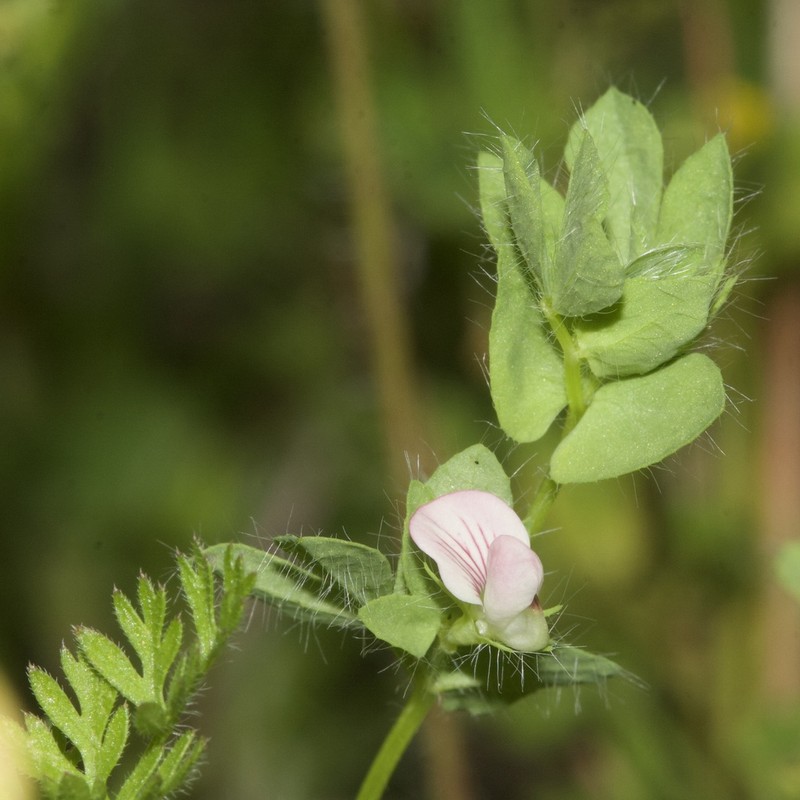 Lotus conimbricensis photo 7