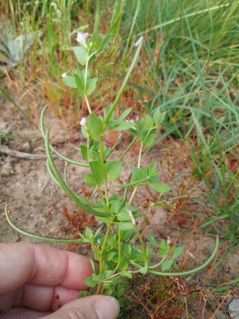 Lotus conimbricensis photo 8