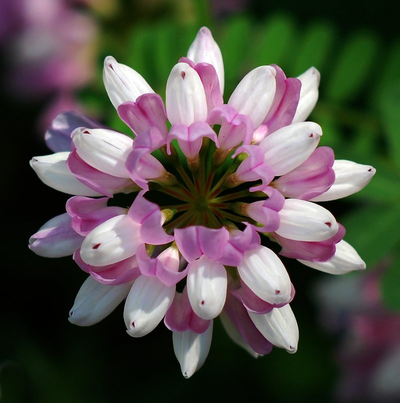 Lotus conimbricensis