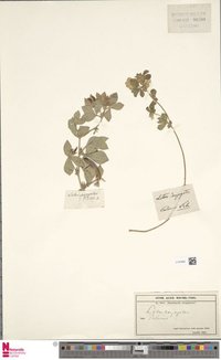 Lotus conjugatus
