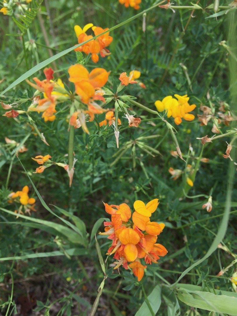 Bird's-Foot Trefoil photo 5