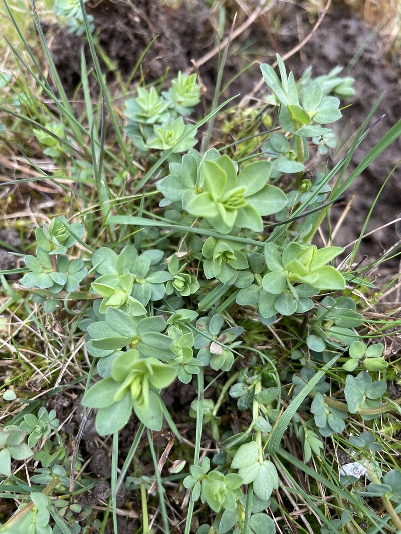 Bird's-Foot Trefoil photo 6