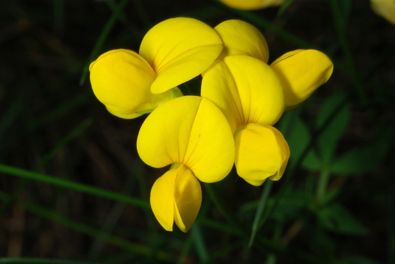 Bird's-Foot Trefoil photo 7