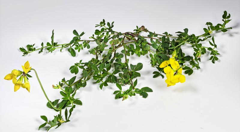 Bird's-Foot Trefoil photo 2