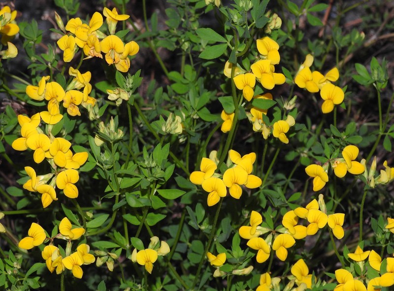 Bird's-Foot Trefoil