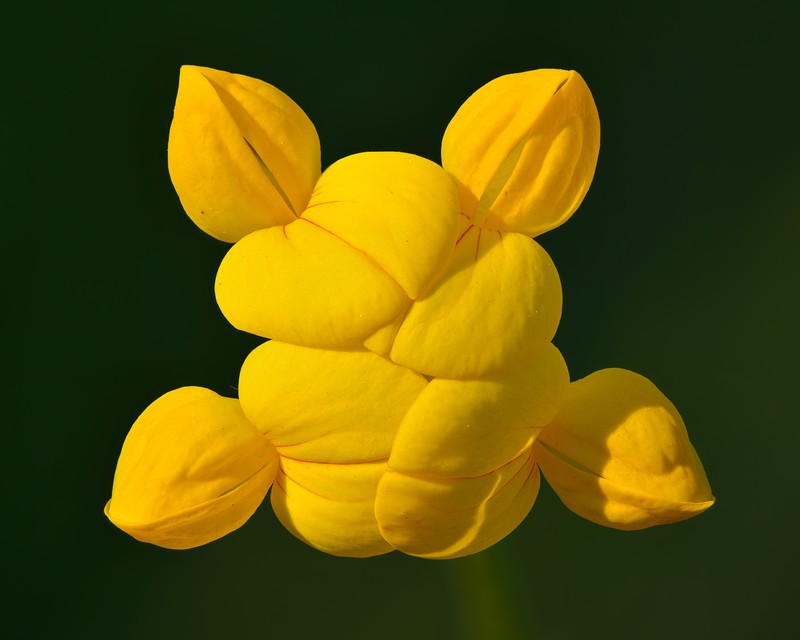 Bird's-Foot Trefoil photo 3