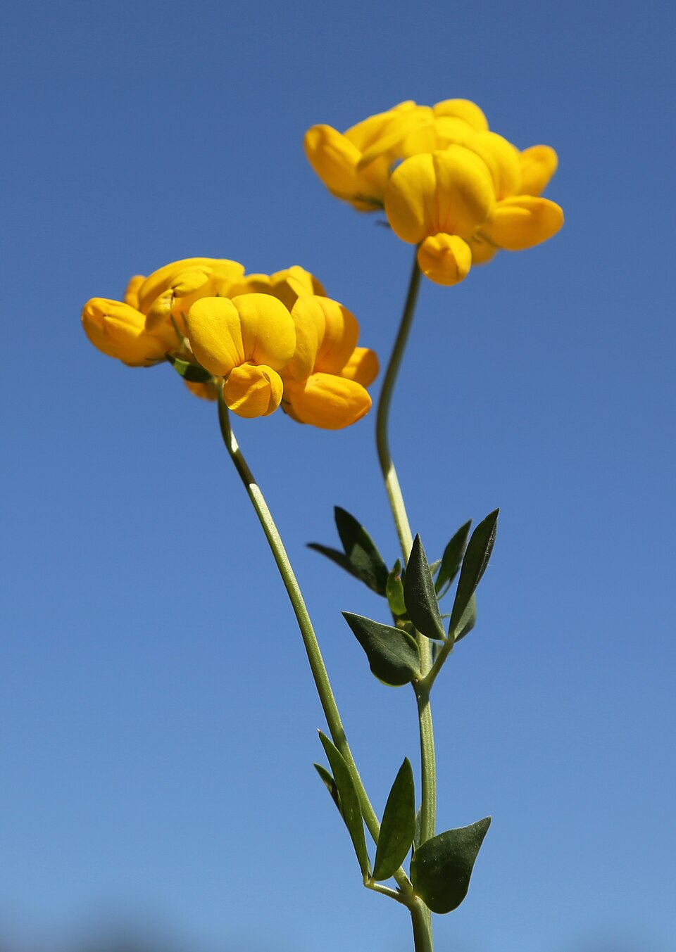 Bird's-Foot Trefoil photo 4
