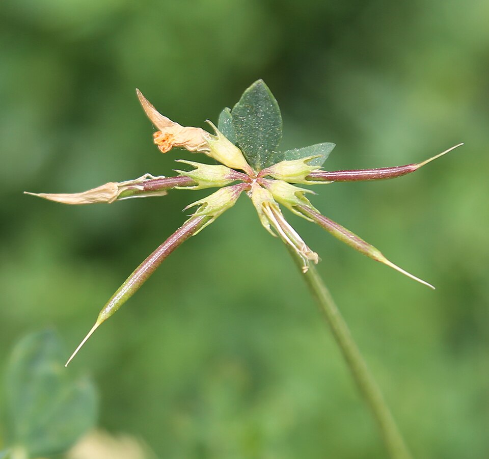 Bird's-Foot Trefoil photo 5