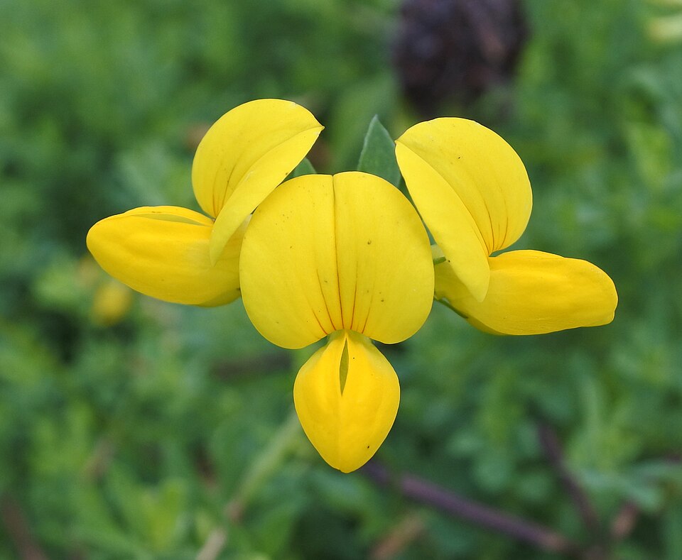 Bird's-Foot Trefoil photo 6