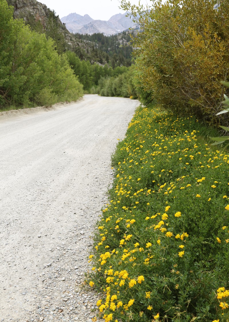 Bird's-Foot Trefoil photo 7