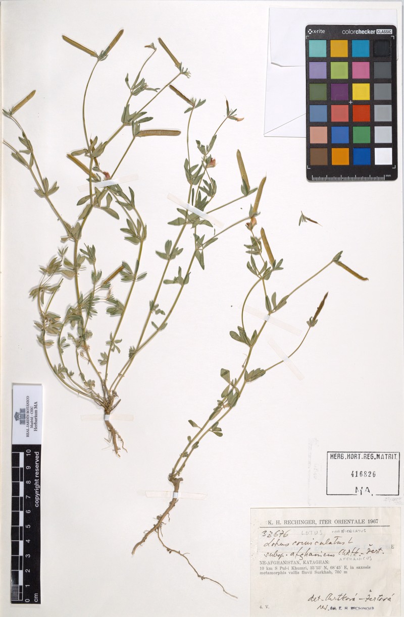 Lotus corniculatus subsp. afghanicus