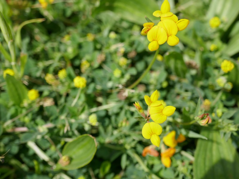 Lotus corniculatus subsp. corniculatus