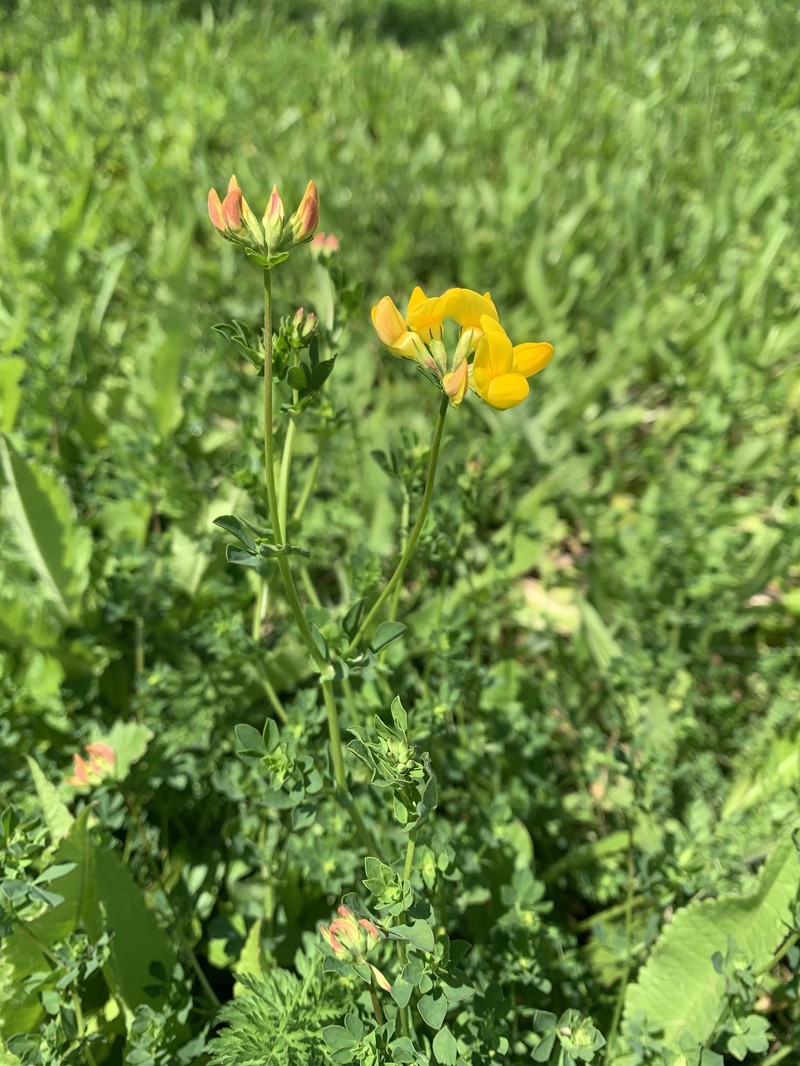 Lotus corniculatus subsp. corniculatus photo 4