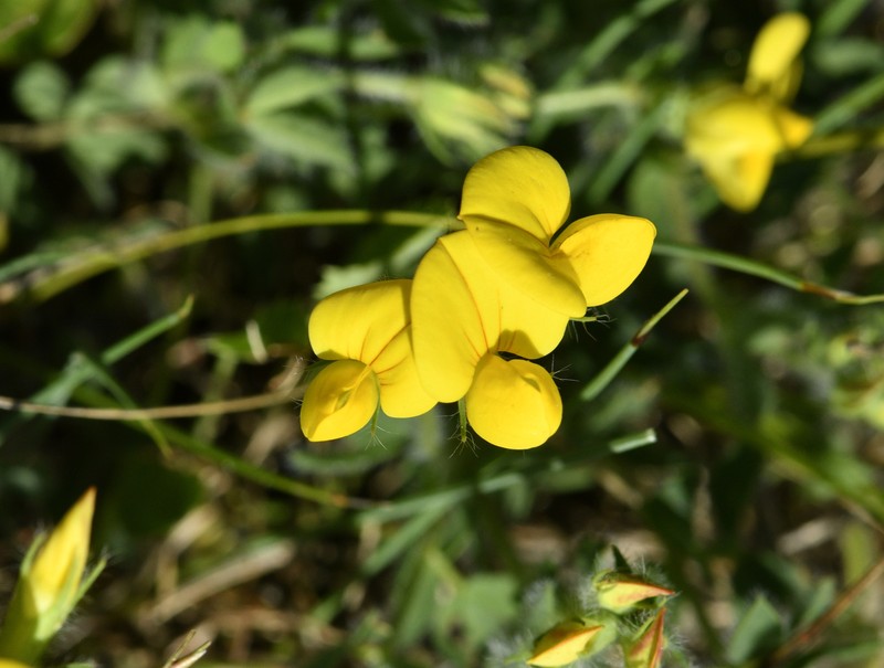 Lotus corniculatus subsp. delortii
