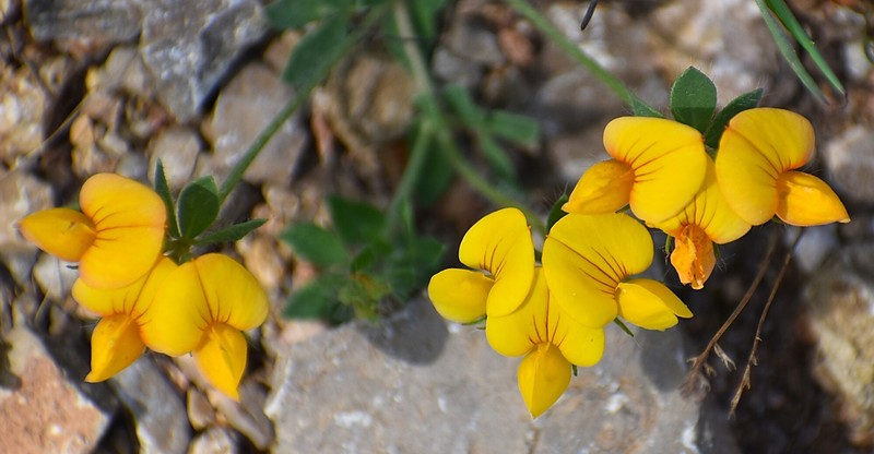 Lotus corniculatus subsp. delortii photo 2