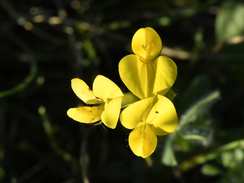 Lotus corniculatus subsp. delortii photo 3