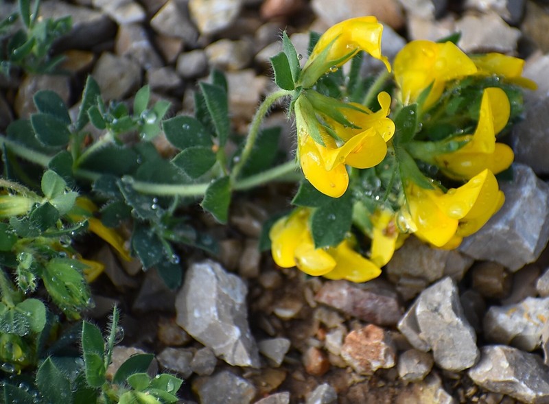 Lotus corniculatus subsp. delortii photo 4