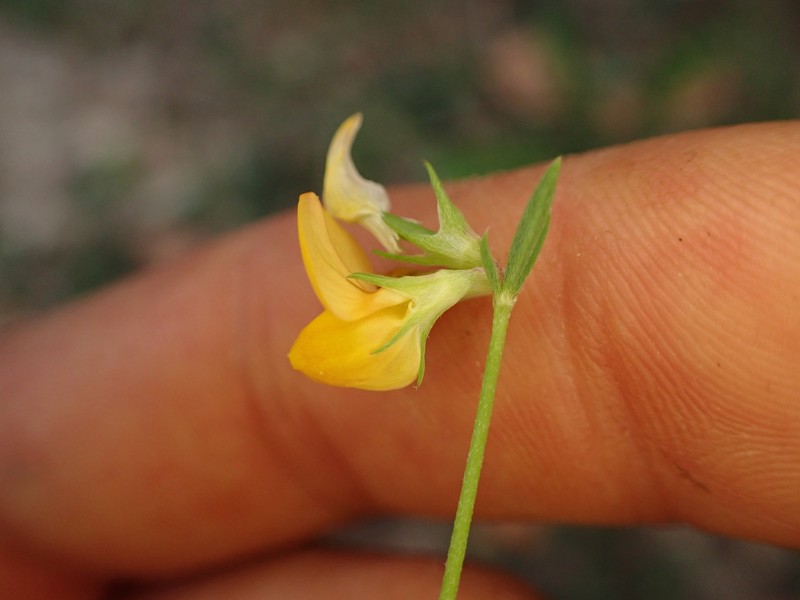 Lotus corniculatus subsp. delortii photo 5